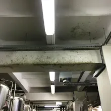 Tikkurila „BioRid“ - apsauga nuo pelėsio*