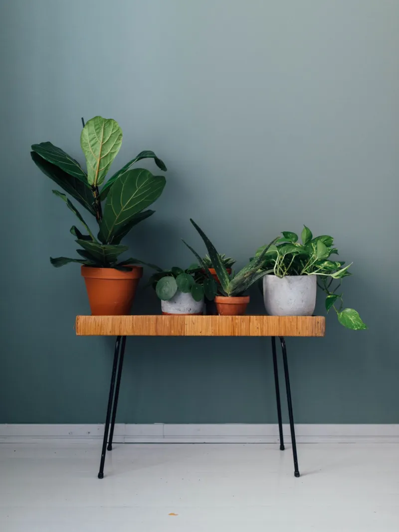 green wall with plants in front
