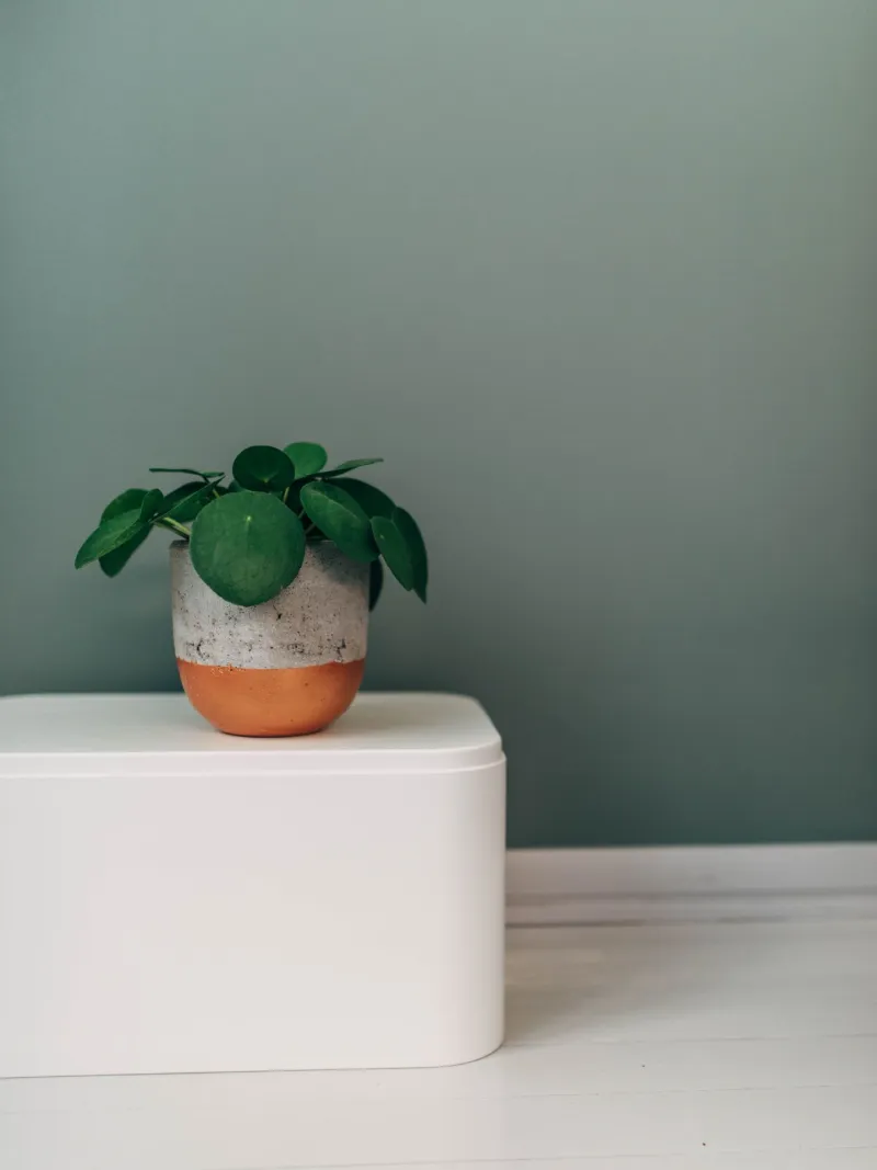 green wall with a plant
